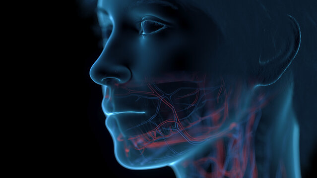 A Detailed 3D Depiction Of The Circulatory System Of A Woman