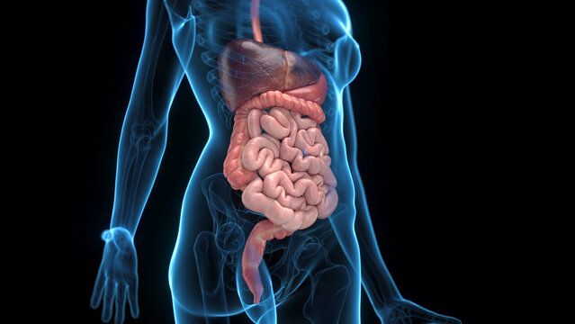 A Detailed 3D Depiction Of The Digestive System Of A Female