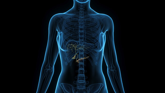 A Detailed 3D Depiction Of The Gallbladder Of A Woman