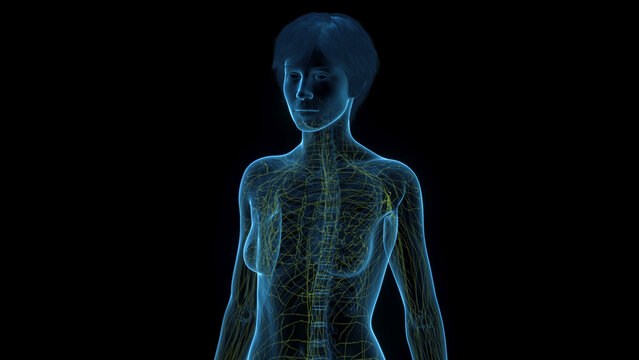 A Detailed 3D Depiction Of The Lymphatic System Of A Woman