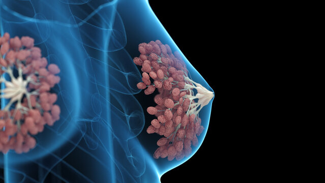 A Detailed 3D Depiction Of The Mammary Glands Of A Female