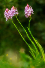 Obraz premium Pyramidal Orchid Anacamptis aka Orchis pyramidalis single spike. Alghero, Sassari, Sardegna. Italia