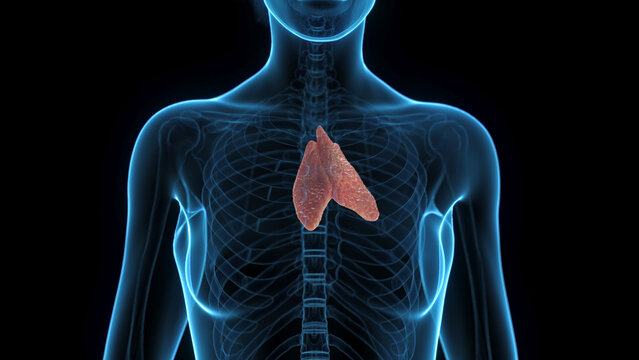 Detailed Depiction Of The Thymus Of A Female In Full Detail