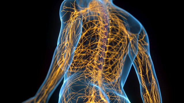 A Detailed 3D Depiction Of The Nervous System Of A Woman