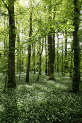 Obraz premium Bärlauch im Frankfurter Stadtwald