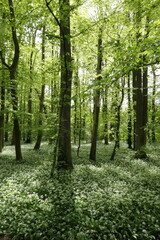 Obraz premium Bärlauch im Frankfurter Stadtwald