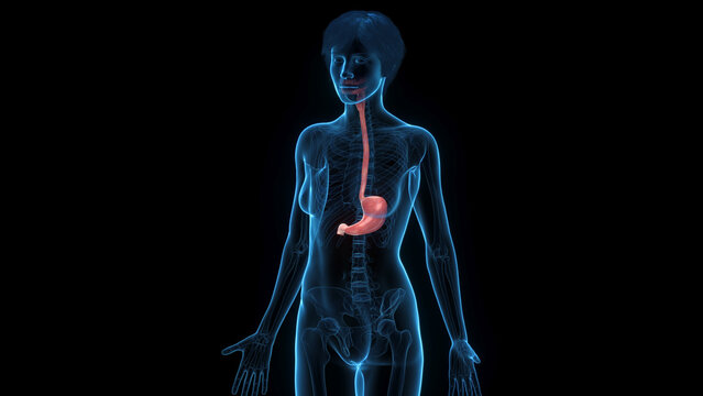Detailed 3D Render Of The Stomach Of A Human Female In Full Detail