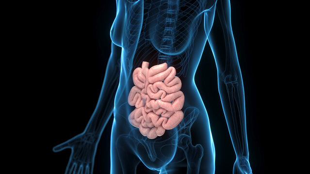 A Detailed 3D Depiction Of The Small Intestines Of A Human Female