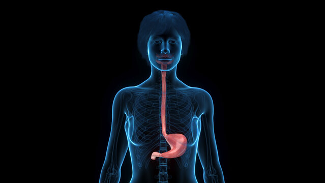 3D Render Of The Stomach Of A Human Female Shown In Detail