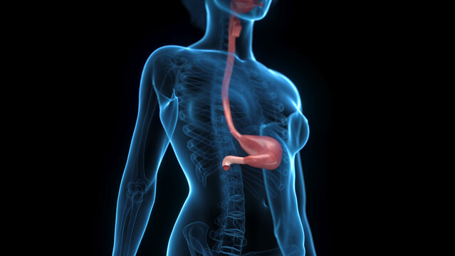 Detailed 3D Render Of The Stomach Of A Human Female In Full Detail