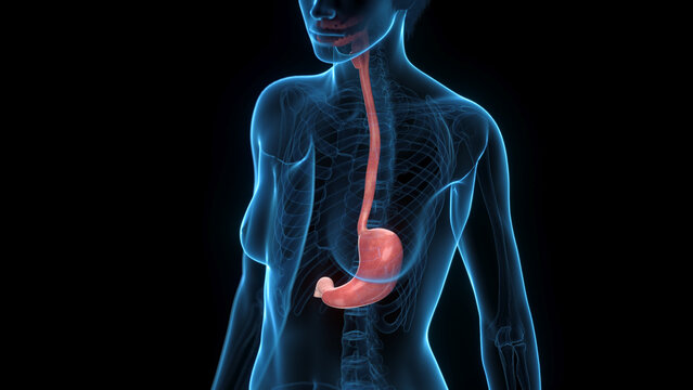 3D Render Of The Stomach Of A Human Female Shown In Detail