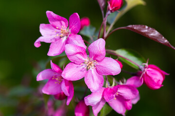 Malus hupehensismalus branch with bright pink flowers on a sunny spring day. Macro photo with selective soft focus featuring decorative apple tree in bloom