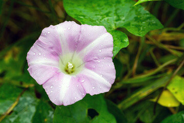Macro photo featuring pink white wild flower. Convolvulus arvensis or field bindweed. It is a species of bindweed that is rhizomatous and is in the morning glory family Convolvulaceae