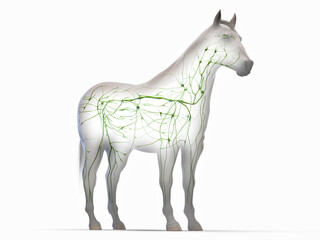 Fototapeta premium A Detailed 3D Depiction Of The Lymphatic System Of A Horse