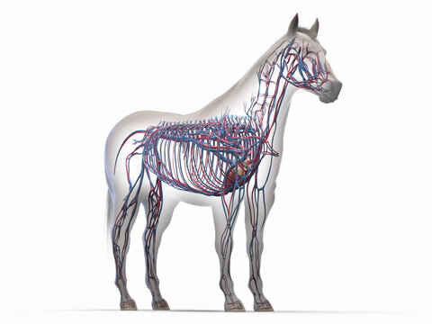 A Detailed 3D Depiction Of The Circulatory System Of A Horse