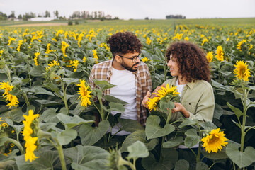 Agronomists working in sunflower field analyzing plants