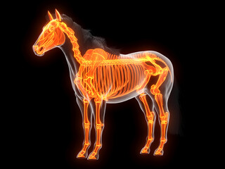 Fototapeta premium Illustrated Anatomical Render Of Joint Pain in a Horse
