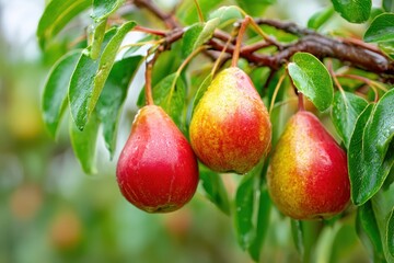 Obraz premium Ripe Pear fruits hanging on a tree. Vivid Yellow Red Pears cluster growing on a branch. Green natural leaves blurred background. Organic eco bio farming. Fruit garden orchard. Plantation. Harvesting.