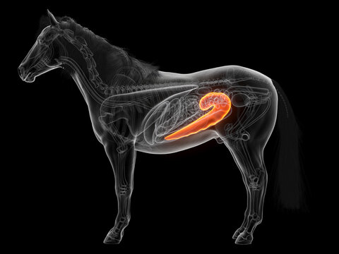 3D Anatomical Depiction Showing The Cecum Of A Horse