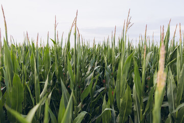 Obraz premium Lush green cornfield growing under a clear sky