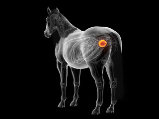 Fototapeta premium A Detailed 3D Depiction Of The Urinary Bladder Of A Horse