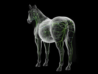 A Detailed 3D Depiction Of The Lymphatic System Of A Horse