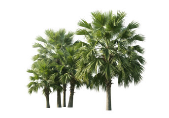 Fototapeta premium Green tropical palm trees isolated for design assets, cutout on transparent isolated on transparent background