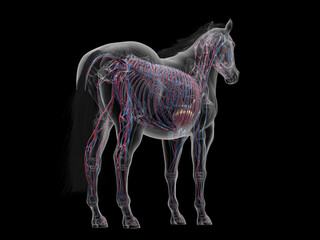 Fototapeta premium A Detailed 3D Depiction Of The Circulatory System Of A Horse