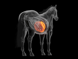 3D Anatomical Depiction Showing The Liver Of A Horse