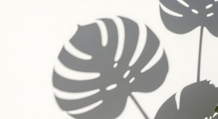 Monstera Leaf Shadow on White Wall
