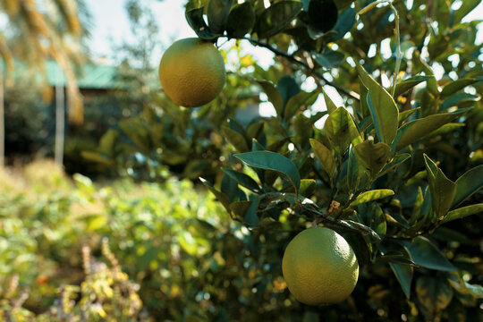 Orange citrus fruit on a sunlit tree in a garden, ripe fruit among green foliage and branches, highlighting fresh seasonal produce in an outdoor orchard scene
