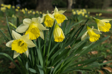 daffodils in spring