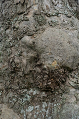 knarled tree bark texture