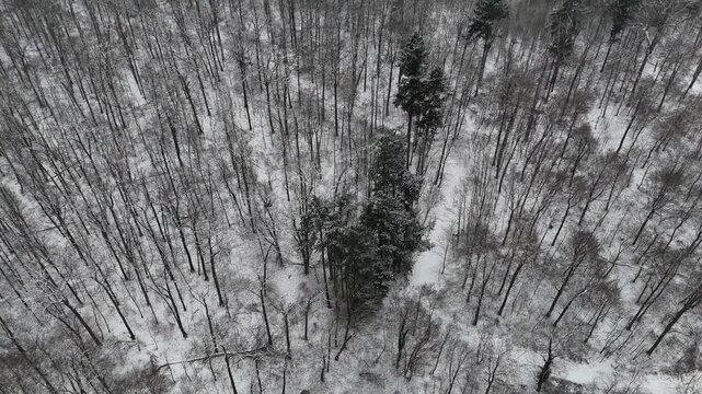 Wald im Winter, von oben gesehen