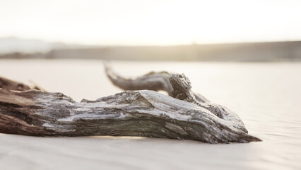 Obraz premium A piece of weathered driftwood lays on a tranquil sandy beach, kissed by soft morning light. Calm waves and gentle hues create a peaceful atmosphere of natures beauty.