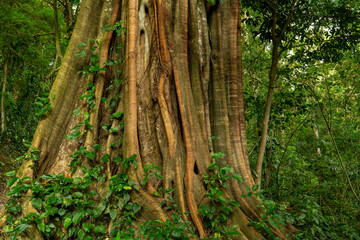 Massive strangler fig tree with dramatic aerial roots growing in the tropical rainforest of Baru National Park. Ancient jungle tree trunk surrounded by lush green vegetation, Boquete, Panama.