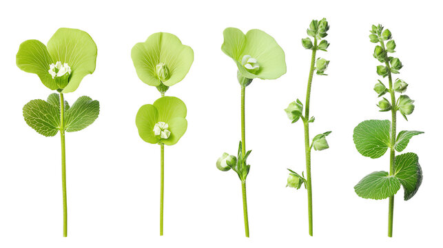 Collection of vibrant green plants on a white isolated background, showcasing unique shapes and forms.