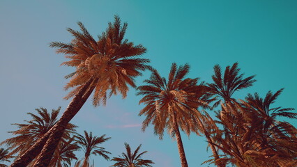 Fototapeta premium Tall palm trees stand gracefully against a vibrant blue sky, creating a serene atmosphere. Sunlight filters through the leaves, enhancing the tropical feel of this relaxing scene.