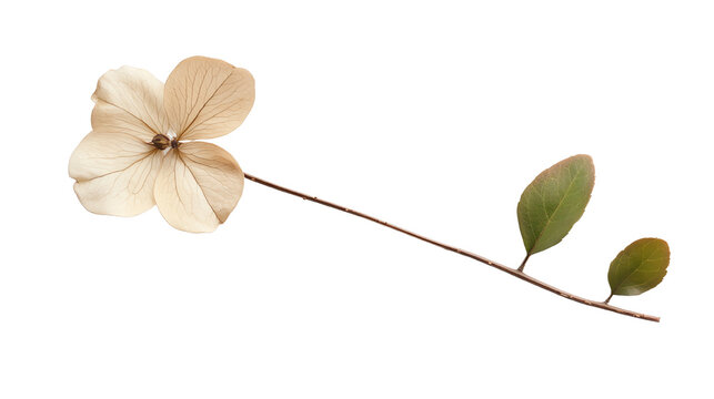 Delicate dried flower with leaves on a slender stem, perfect for decorative purposes on a white isolated background.