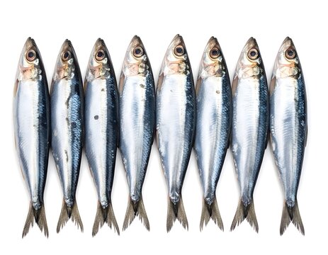 A line of eight fresh sardines, packed together for a clean, isolated food photograph