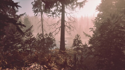 Obraz premium A tranquil forest scene at sunrise features tall trees emerging from mist, creating a serene atmosphere. The soft colors illuminate the calm water, enhancing natures beauty.
