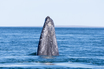 Gray whale spyhopping in the ocean © Josh