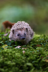 Young hedgehog in natural habitat © Rudolf