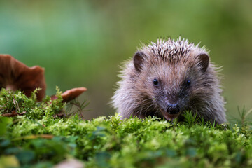 Young hedgehog in natural habitat © Rudolf