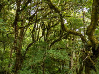 Fototapeta premium Aerial view of tropical cloud forest in the highlands of Boquete, within Baru National Park, Panama. Dense green rainforest canopy with soft mist and natural light - stock photo
