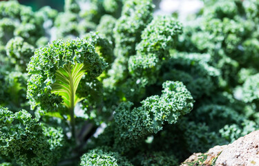 Fresh green kale leaves background, organic kale, healthy food