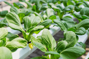 Pak Choi or Bok choy from Hydroponic farming, organic vegetable, healthy food concept
