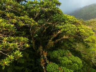 Fototapeta premium Lush tropical cloud forest landscape in the highlands of Boquete, inside Volcan Baru National Park. Mist drifting over dense mountain rainforest, Boquete, Chiriqui, Panama - stock photo