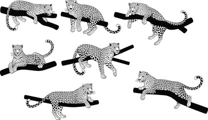 Hand Drawn Leopard Illustration Set Showing Big Cat Poses on Branches, Wildlife Line Art, Vintage Animal Engraving Style Collection © Azom