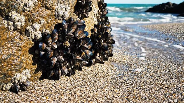 Coastal Scene of Mussels Clinging to a Rock at the Shoreline with Gentle Waves and Sandy Beach on a Sunny Day